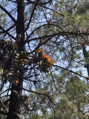 Psittacanthus macrantherus