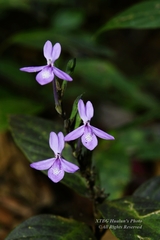 Pseuderanthemum latifolium