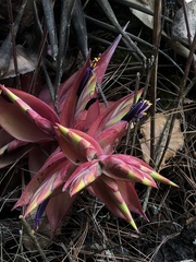 Tillandsia violacea