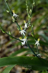 Chlorophytum malayense