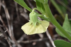Physalis cinerascens spathulifolia