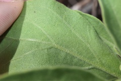 Physalis cinerascens spathulifolia