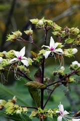 Clerodendrum villosum