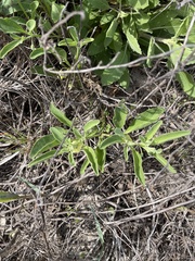 Physalis cinerascens spathulifolia