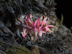 Tillandsia violacea