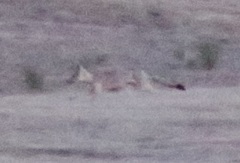 Vulpes macrotis mutica