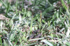 Diptera