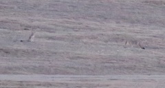 Vulpes macrotis mutica