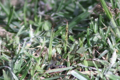 Diptera