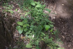 Aristolochia californica