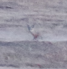 Vulpes macrotis mutica