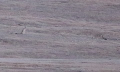 Vulpes macrotis mutica