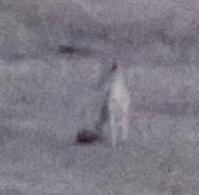 Vulpes macrotis mutica