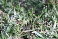 Diptera