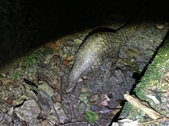 Manis pentadactyla pentadactyla