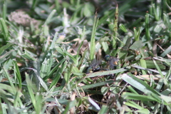 Diptera
