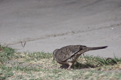 Columbina inca