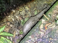 Manis pentadactyla pentadactyla