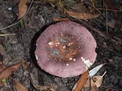Russula lenkunya