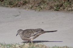 Columbina inca