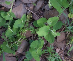 Aristolochia californica