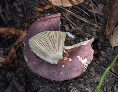 Russula lenkunya