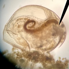 Picripleuroxus denticulatus