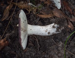 Russula lenkunya