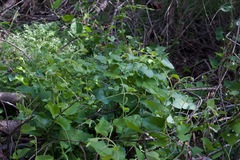 Aristolochia californica