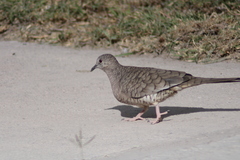 Columbina inca