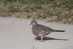Columbina inca