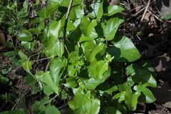 Aristolochia californica