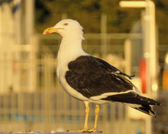 Larus dominicanus