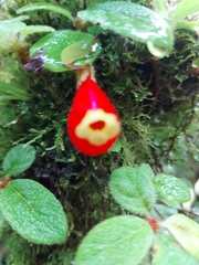 Pachycaulos nummularia