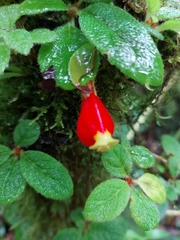 Pachycaulos nummularia