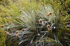 Celmisia armstrongii