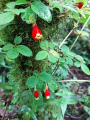 Pachycaulos nummularia