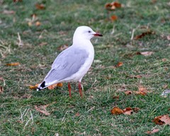 Chroicocephalus novaehollandiae