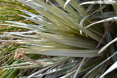 Celmisia armstrongii