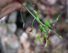 Delphinium nudicaule
