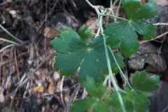 Delphinium nudicaule