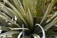 Celmisia armstrongii