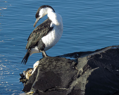 Phalacrocorax fuscescens