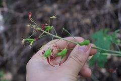 Delphinium nudicaule