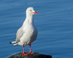 Chroicocephalus novaehollandiae