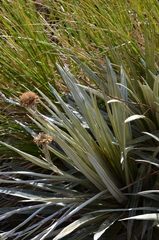 Celmisia armstrongii