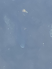 Acanthopagrus schlegelii