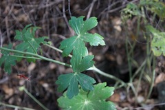 Delphinium nudicaule