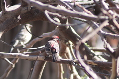 Haemorhous mexicanus