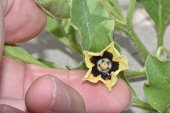 Physalis cinerascens spathulifolia